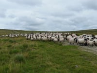 DFA celebrates fifth year of supplying lamb to major supermarket