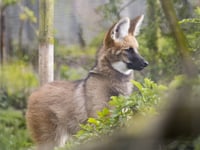 Paignton zoo welcomes new resident wolf