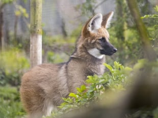 Paignton zoo welcomes new resident wolf