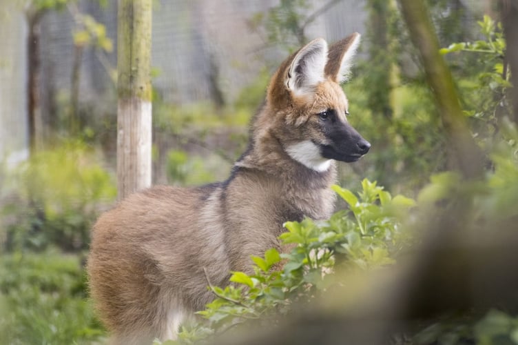 Wolf
