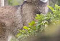 Paignton zoo welcomes new resident wolf