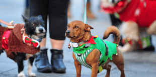 Bark! The Herald Angels Sing... Newton's dog friendly carol service