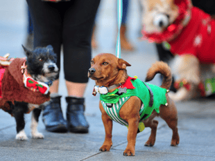 Bark! The Herald Angels Sing... Newton's dog friendly carol service