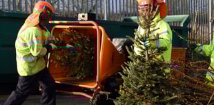 How and where to dispose of your Christmas tree
