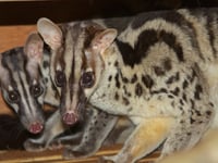 Shaldon Zoo heads up conservation efforts of mysterious animal