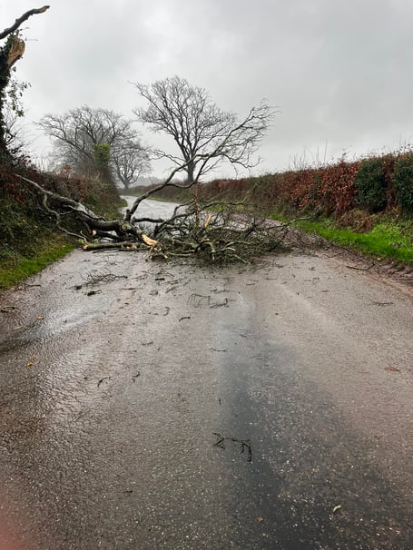 fallen tree 