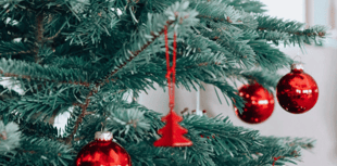 Young Farmers Club's Christmas tree collection and recycling service 