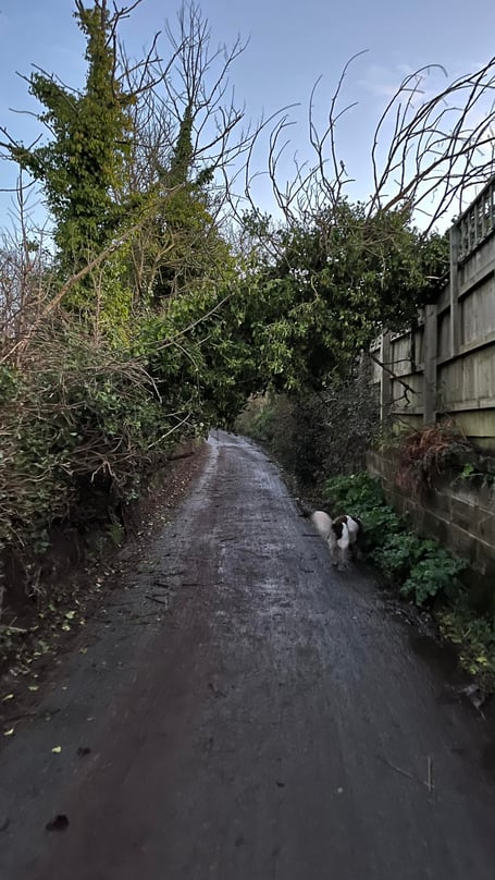 Fallen tree in Dawlish. Photo by Nic Western