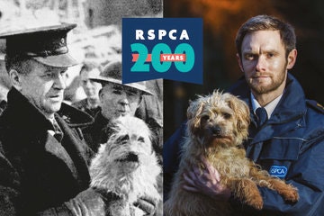 RSPCA rehomes 7,000 Devon animals in 10 years 