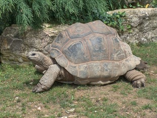 Man interviewed and two more giant tortoises found dead in woodland
