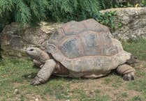 Man interviewed and two more giant tortoises found dead in woodland
