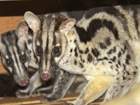 Devon zoo assists in helping boost dwindling numbers of rare species