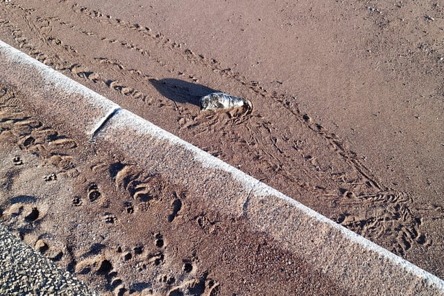 Worries over seal pup on beach 