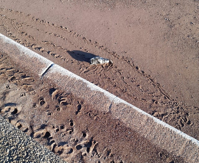Worries over seal pup on beach 