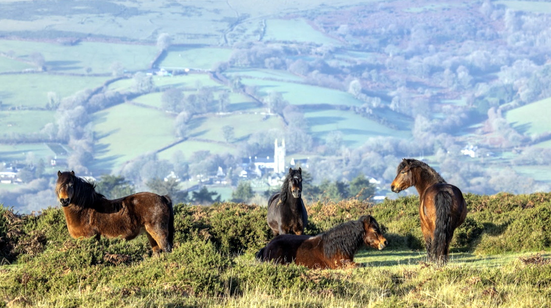Trust unveils volunteer drive to preserve Dartmoor ponies