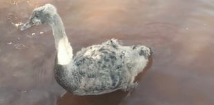 Councillors stage cygnet rescue 