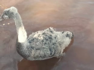 Councillors stage cygnet rescue 