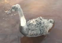 Councillors stage cygnet rescue in Dawlish 