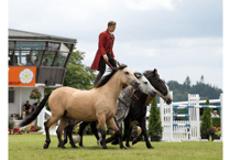 Atkinson Action Horses to put in performances at county show 