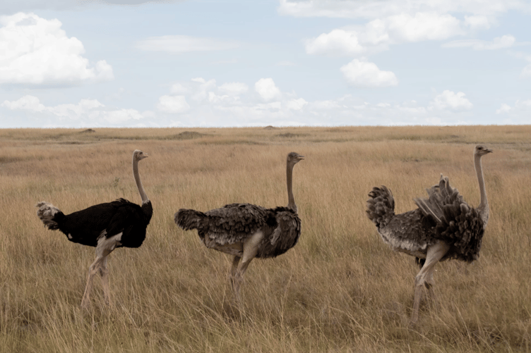 Ostriches stock image