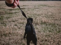 Dog walker fined for breaching PSPO