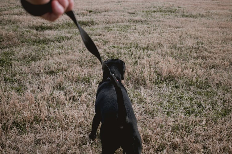 Dog on lead