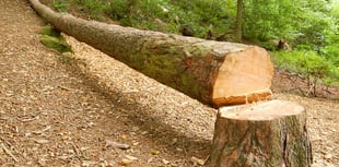 Illegal tree-feller fined thousands 