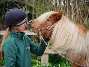 Pony abused and written on now thriving and ready to be rehomed