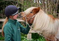 Pony abused and written on now thriving and ready to be rehomed