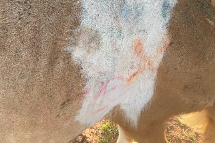 Sherbert the Shetland photographed in 2022 after she was rescued by the Mare and Foal sanctuary. Photo released March 14 2024. A Shetland pony rescued from extreme neglect including being graffitied on by cruel owners is now 'thriving' and ready to be rehomed. Sherbert was one of thirteen horses rescued by The Mare and Foal Sanctuary after a serious welfare neglect case at her previous home in Par, Cornwall.After 14 months recovering with the charity, based in Newton Abbot, Devon, many of the horses with life-threatening conditions have been brought back to health. Sherbert, aged three, who was one of the most critically neglected ponies, is now thriving and looking for a loving new home.