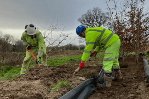 Relocated trees assist carbon negative Newton Abbot highway