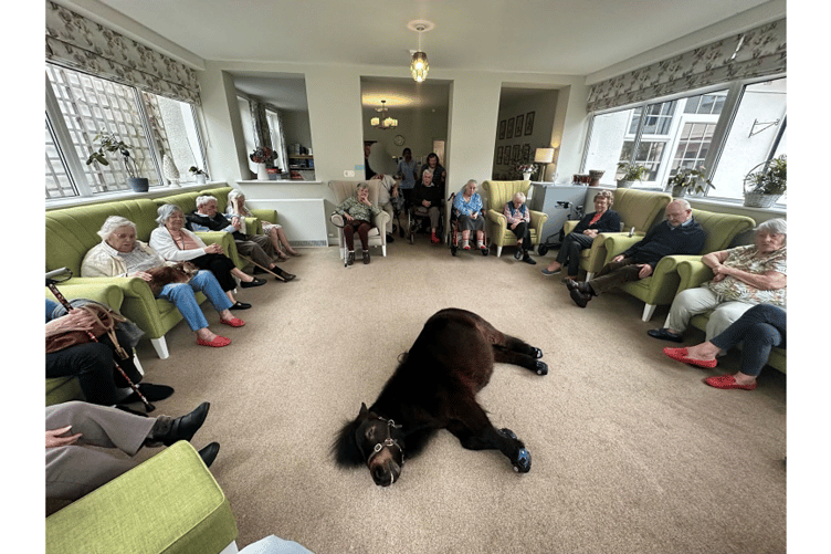 Patrick the Pony at Mulberry House Bovey Tracey