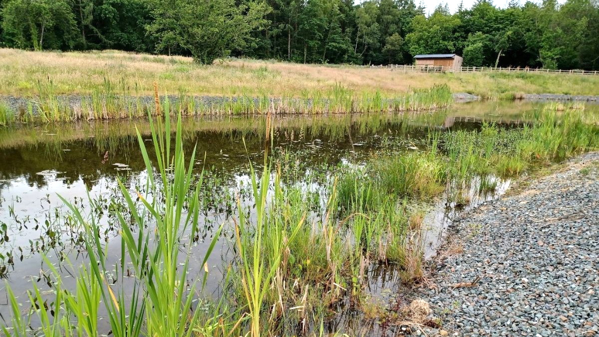 Lilies are set to return to lake in de-silting scheme