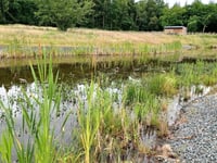 Lilies are set to return to lake in de-silting scheme