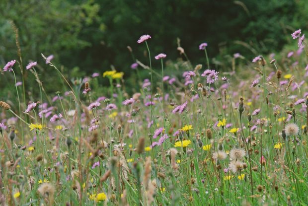Wild flower meadow