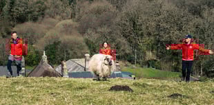 Would ewe baa-lieve it - sheep to assist moorland rescue group