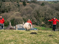 Would ewe baa-lieve it - sheep to assist moorland rescue group