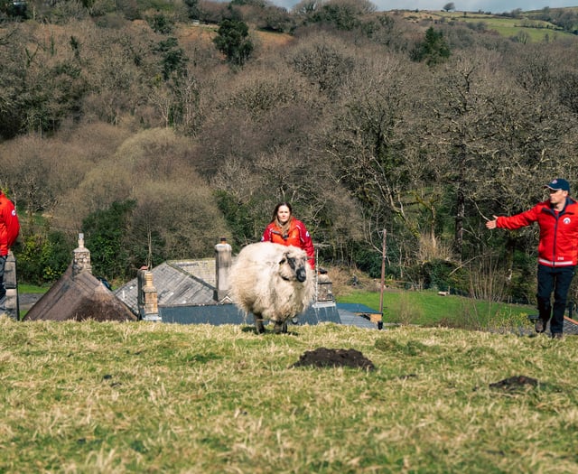 Would ewe baa-lieve it - sheep to assist moorland rescue group