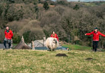 Would ewe baa-lieve it - sheep to assist moorland rescue group