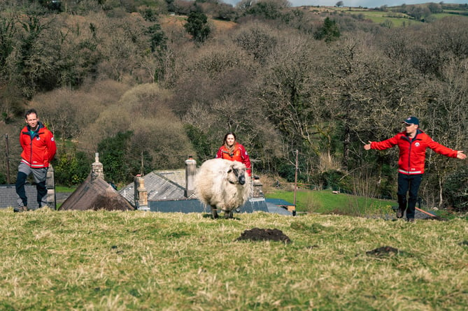 Picture caption: Dartmoor Rescue Team Ashburton sheep flock in training during an exercise near Widecombe in the Moor. Photo: Liam Morrell/DSRT Ashburton 