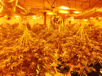 Illegal immigrants jailed for running cannabis factory 
