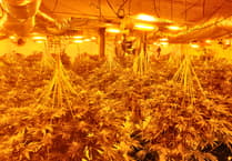 Illegal immigrants jailed for running cannabis factory 