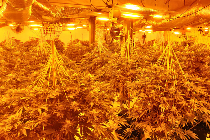 Cannabis factory in Exminster 