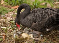 Quackingham Palace erected as shelter for new cygnets 