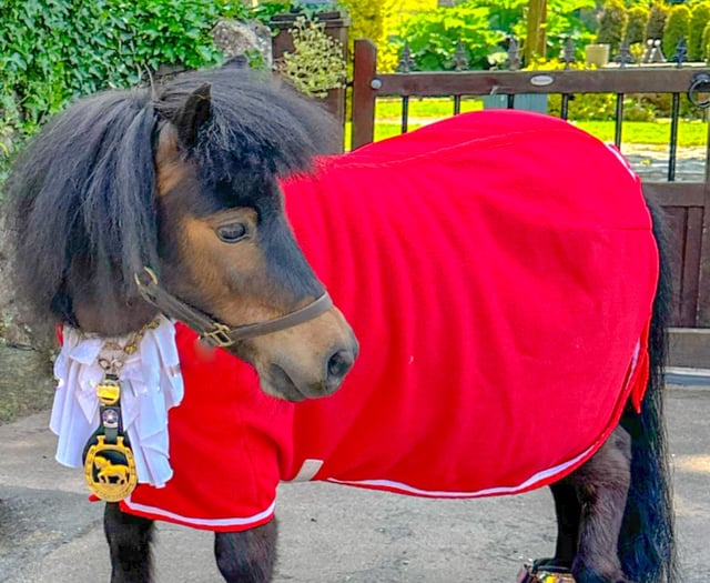 Could Patrick the Pony save tourist asset?