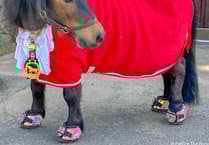 Could Patrick the Pony save Cockington tourist asset?