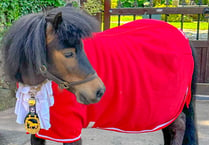 Equine mayor hoofs it to Devon  County Show