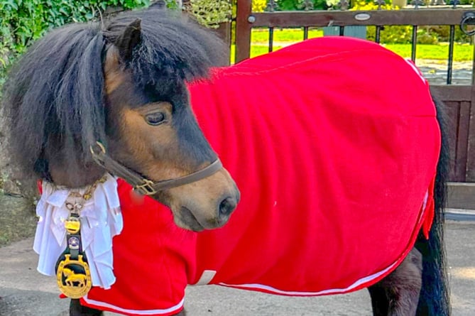 Mayor of Cockington Patrick the Pony will be making an official visit to this year's Devon County Show