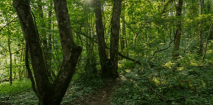 First tree and woodland strategy for Devon