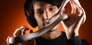 Exotic creepy-crawlies to showcase at County Show